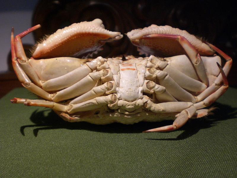 calappa bicornis T.F.C. ventral postarior view.jpg